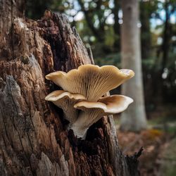 Hl�va �st�i�n�