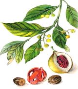 Mu�k�tov� o��ek