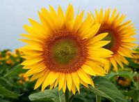 Slune�nicov� sem�nko